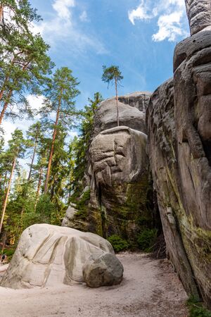 Green trees in the forest growing on stones and sandの写真素材
