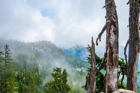 Old tree on top of the mountain with evergreen forest on the background covered with cloudsの写真素材