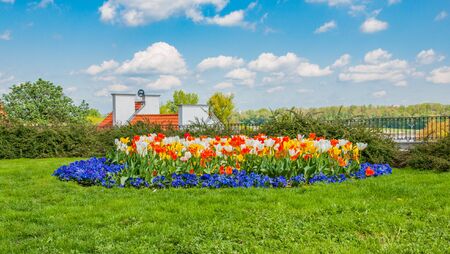 Colored flowers on the grassの写真素材
