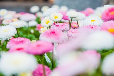 Close up shot of white and pink flowers on the green grassの写真素材