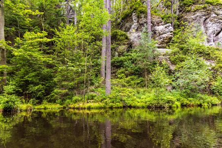 Green forest on the border of a calm and dirty river in springの写真素材
