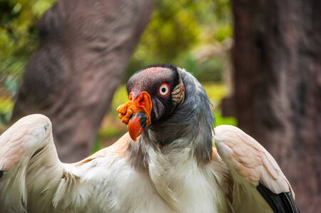 Very close shot of a king vulture birdの写真素材