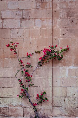 Colorful flowers on the yellow wall on a close up shotの写真素材