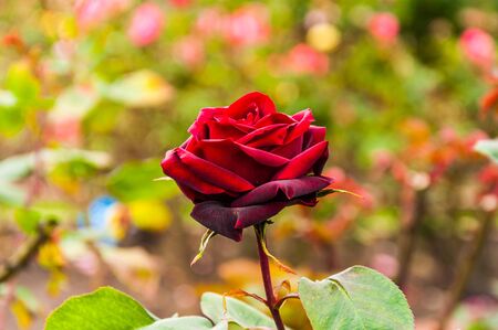 Red rose flower on a very close shot in the middle of tropical gardenの写真素材