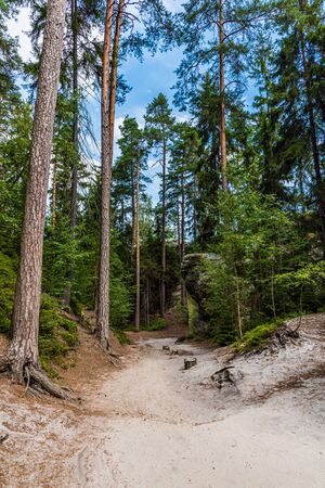 Tall green trees in the forest with a blue sky on the background on the sunny day in national parkの写真素材