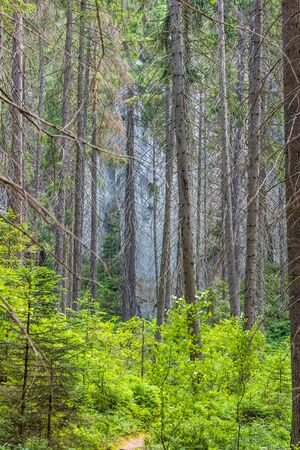 Green bushes and tall trees in the spring forestの写真素材