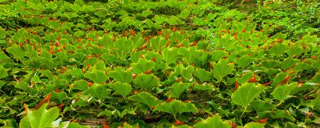 Close up shot of a green ivy on the wallの写真素材