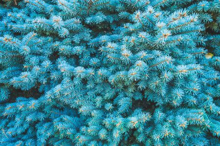 Christmas tree close up shotの写真素材