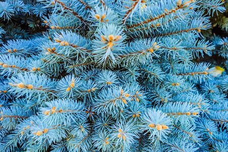 Christmas tree close up shotの写真素材