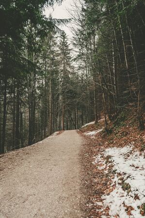 Road in the forest without cars or people in the iddle of the European winterの写真素材