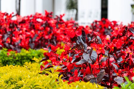 Red and yellow exotic decorative flowers in the garden with a white wall on the backgroundの写真素材