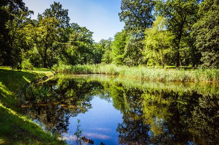 Small river in the green sunny forestの写真素材