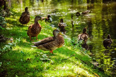 Close up ducks near small river in the green sunny forestの写真素材
