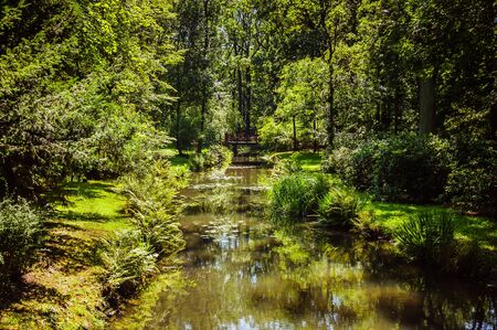 Small river in the green forest on a sunny dayの写真素材