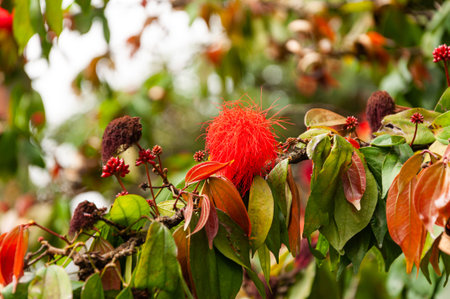 Close up shot of a red hairy flower on the tree with green leaves