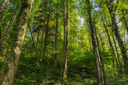 Green deep forest near Austrian Alps