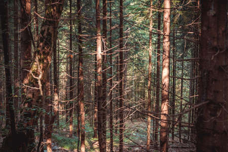 Close up shot of a young forest with thin trees without leavesの写真素材
