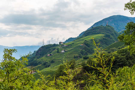 View on green vineyards of through green bushes on the moutnainの写真素材