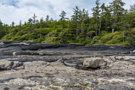 Botanical beach on Vancouver islandの写真素材