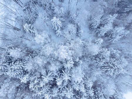 White trees in forest covered with snow aerial top view. Winter christmas background. Scenic winter landscapeの写真素材