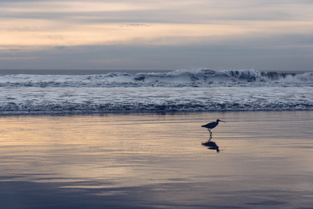 Long-billed Curlew on the beach during sunsetの写真素材