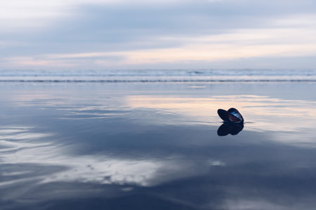 Black mussel on the beach, reflecting in water under sunset raysの写真素材