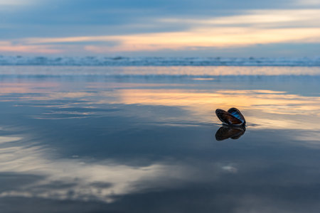 Black mussel on the beach, reflecting in water under sunset raysの写真素材