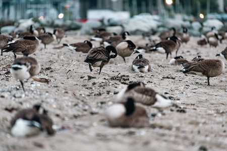 Canada geese, Branta canadensis, walking on the beach