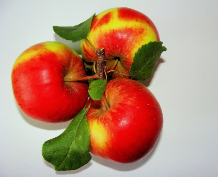 Three apples  with leavesの写真素材