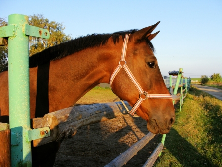 Horse in the pen ,detail of head  の写真素材