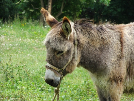 brown donkey in the meadow  waiting for the owner  の写真素材