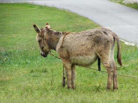 brown donkey waiting for the owner in the meadow  の写真素材