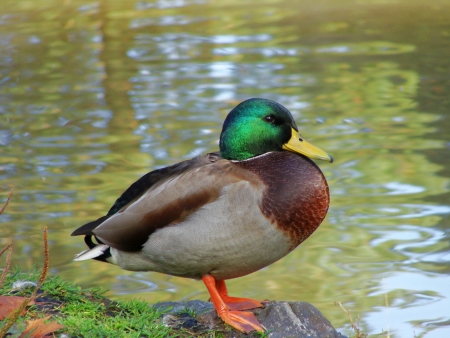 Mallard,bird in the wildの写真素材