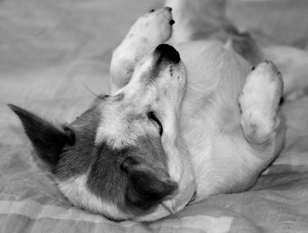 puppy lying on the sofa  の写真素材