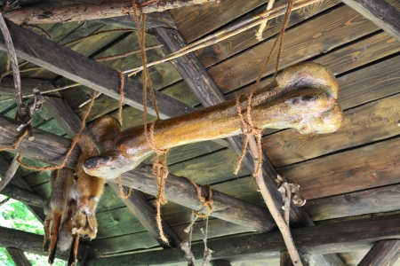 large boneの写真素材