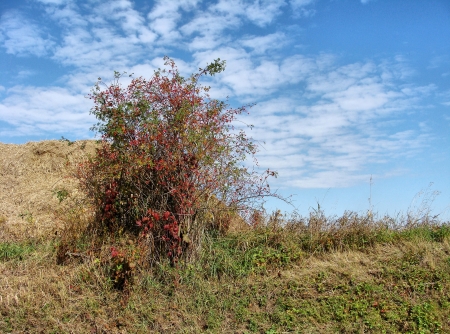 ripe briar in natureの写真素材