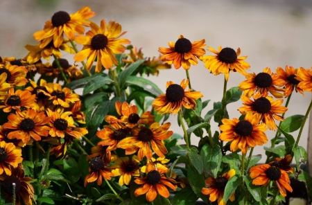 bed of flowers  の写真素材