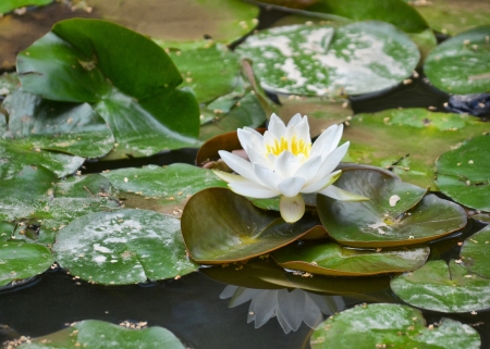 white water lilyの写真素材