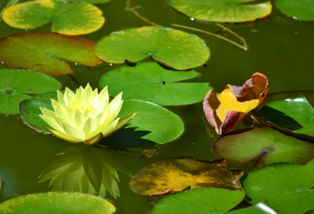 water lily with leavesの写真素材