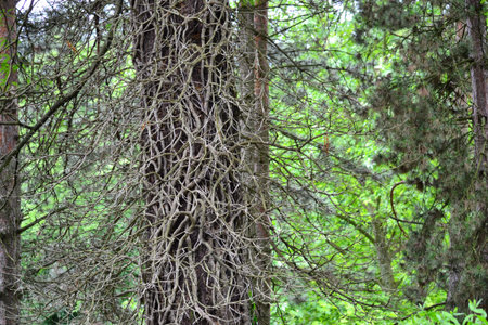 dry tree