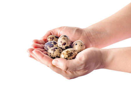 Quail eggs in hand isolated on white. Woman hold a quail egg. Organic product.の写真素材