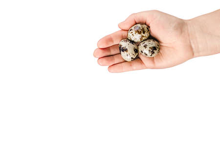 Quail eggs in hand isolated on white. Woman hold a quail egg. Organic product.の写真素材