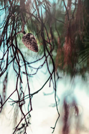 Close up of pine cone trees in the summer. Pinecone tree with one cone on their branches.の写真素材