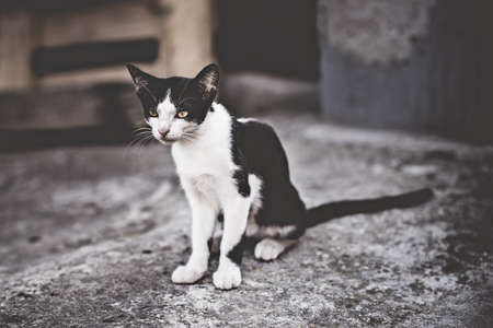 Black and white cat looking aside. Young Greek domestic cat in her backyard.の写真素材