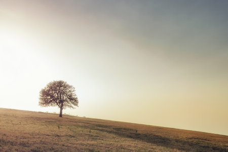 Alone tree on the meadow. Alone tree captured on the meadow at mountain Rajac, Serbia.の写真素材