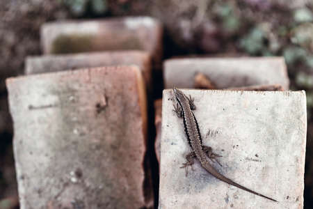 Lizard, Podarcis muralis laying on old rustic bricks in the natural environment.の写真素材