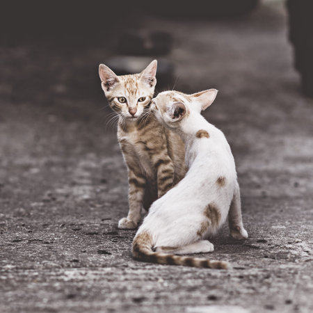 Two cats in a very complicated relationship. Two domestic cats having fun together outdoors.