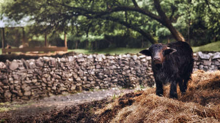 Calf enjoying on a meadow in his natural environment.の写真素材