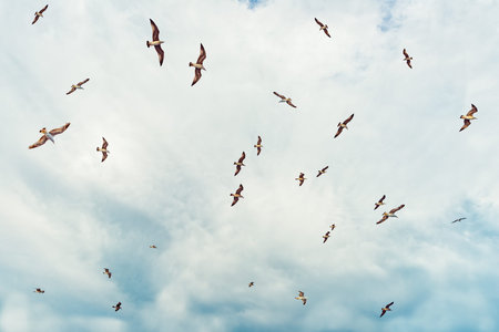 Flying seagulls over a dramatic blue sky.  Seagulls in the clouds of blue sky.