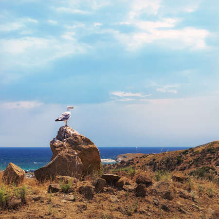 Seagull standing on a rock on a hill above the sea.の写真素材